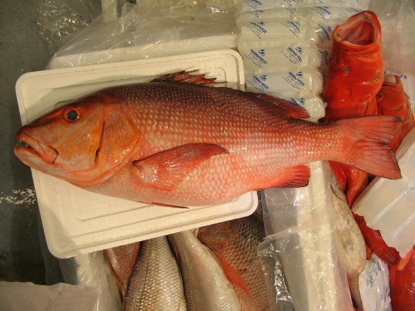 i prodotti ittici causano il maggior numero di allerte comunitarie la loro tracciabilità è complessa per la grande varietà di specie e di provenienze inoltre