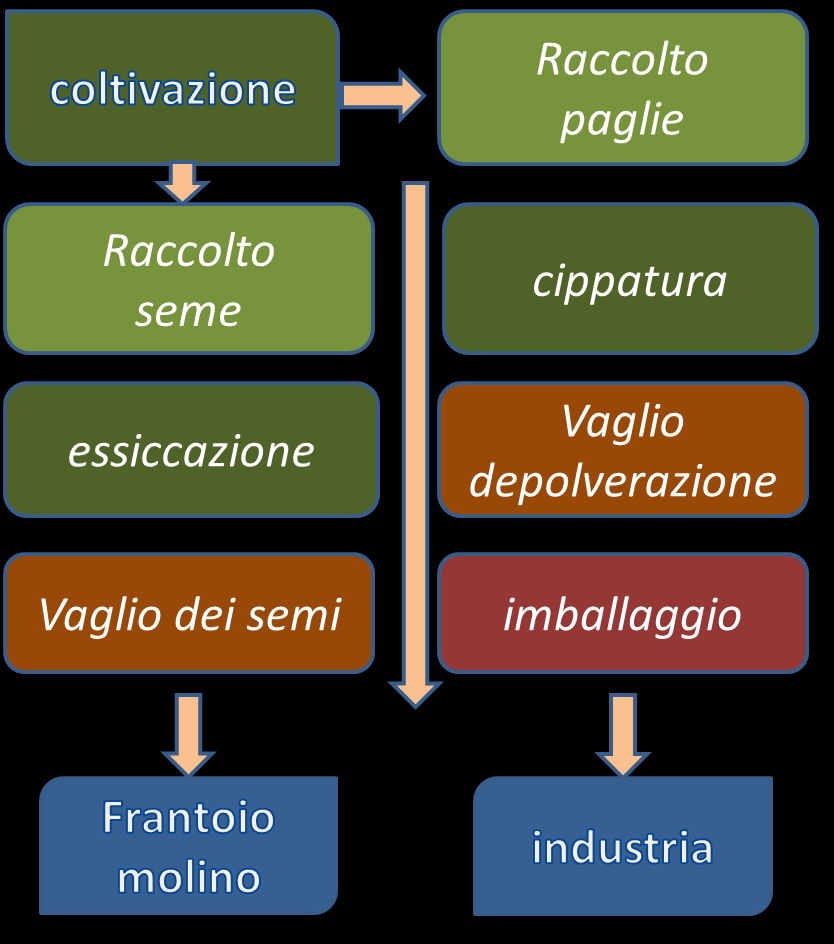 Perché la canapa coltivata in Italia sia veramente disponibile per i numerosi produttori che la possono