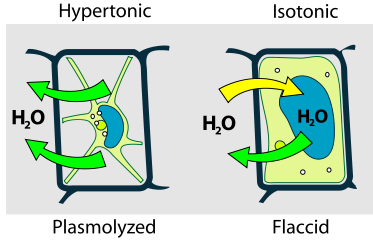 Danni alle cellule - MEMBRANE: transizione di fase, dislocazione proteine di membrana, perdita di soluti,