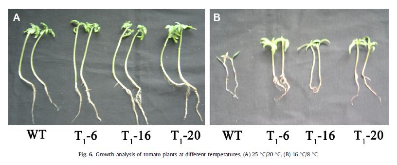25 C 16 C An endoplasmic reticulum-localized tomato omega-3 fatty acid desaturase gene (LeFAD3) was overexpressed in transgenic plants.