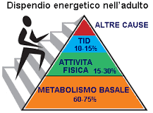 Viene definito fabbisogno energetico o calorico la quantità di energia necessaria e sufficiente per coprire i bisogni vitali e mantenere inalterato il bilancio.