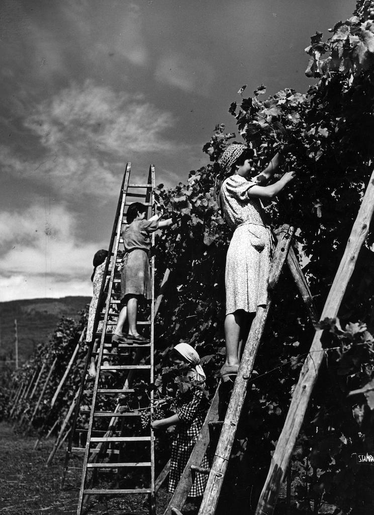 Naples -vignes associées aux peupliers (300 av.