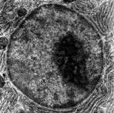 Èun corpo di forma sferica, localizzato al centro della cellula, circoscritta da una doppia