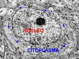Il citoplasma Il citoplasma èla parte di cellula compresa tra la membrana