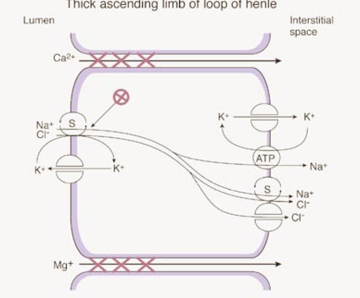 Diuretici dell Ansa Tratto spesso del segmento ascendente dell
