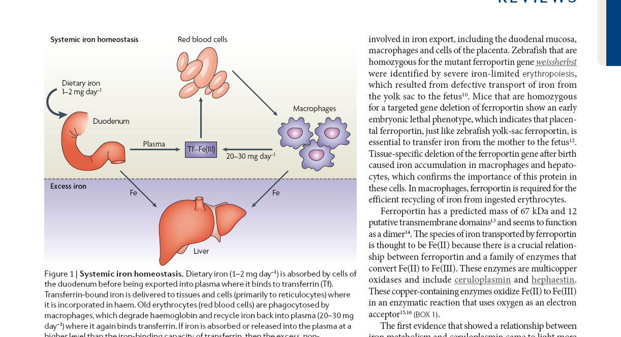 L omeostasi sistemica del ferro è mantenuta grazie alla 1) regolazione dell assorbimento Omeostasi a livello sistemica intestinale del ferro 2) esistenza di riserve 3)