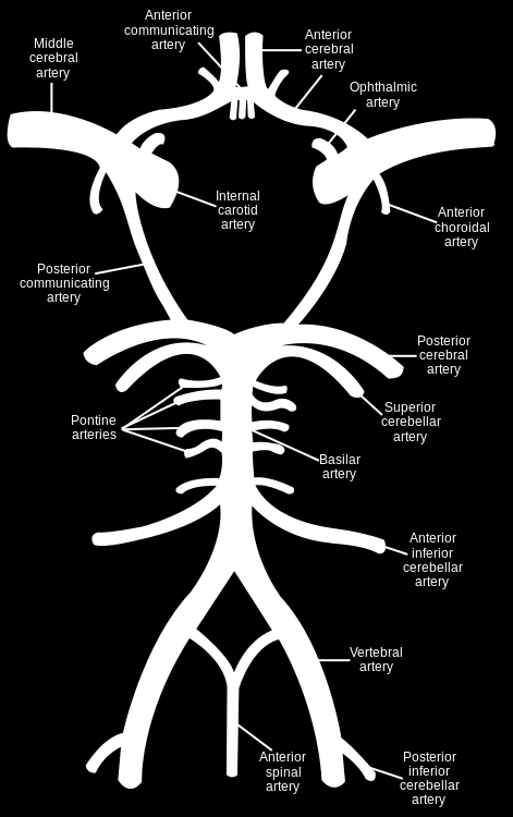 l'arteria basilare danno origine alle arterie cerebrali posteriori.