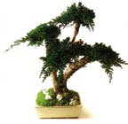 Bonsai Le piante stabilizzate sono interamente naturali ed ecologiche.