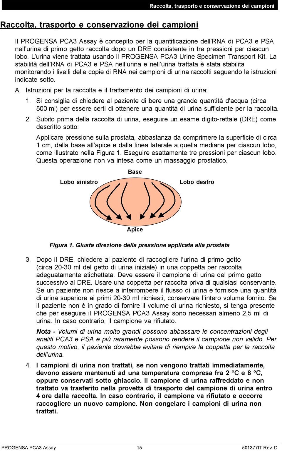 La stabilità dell RNA di PCA3 e PSA nell urina e nell urina trattata è stata stabilita monitorando i livelli delle copie di RNA nei campioni di urina raccolti seguendo le istruzioni indicate sotto. A.