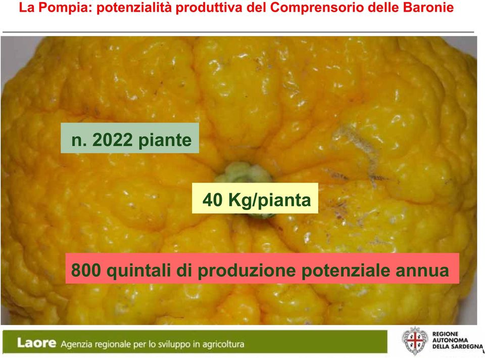 2022 piante 40 Kg/pianta 800