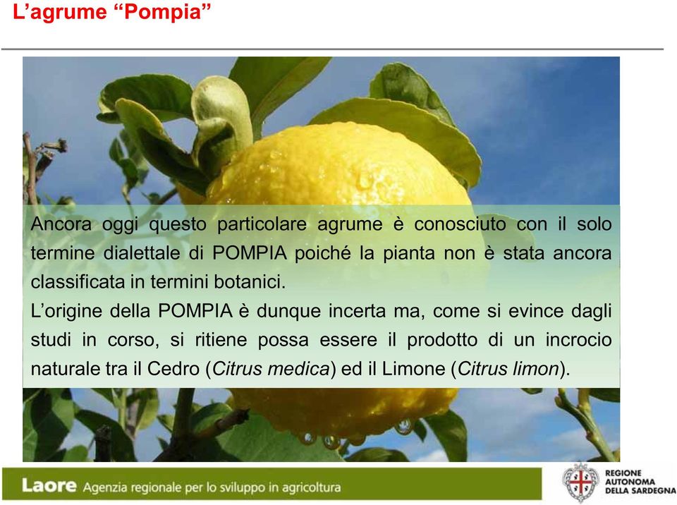 L origine della POMPIA è dunque incerta ma, come si evince dagli studi in corso, si ritiene