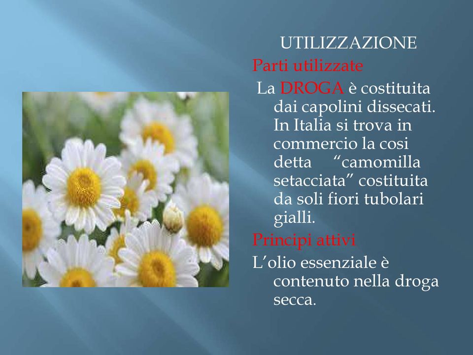 In Italia si trova in commercio la cosi detta camomilla