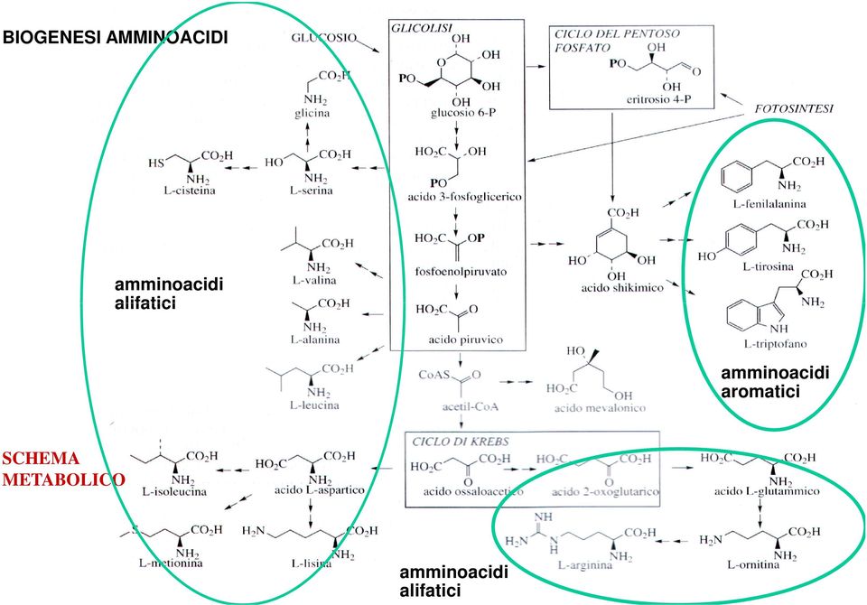 amminoacidi aromatici