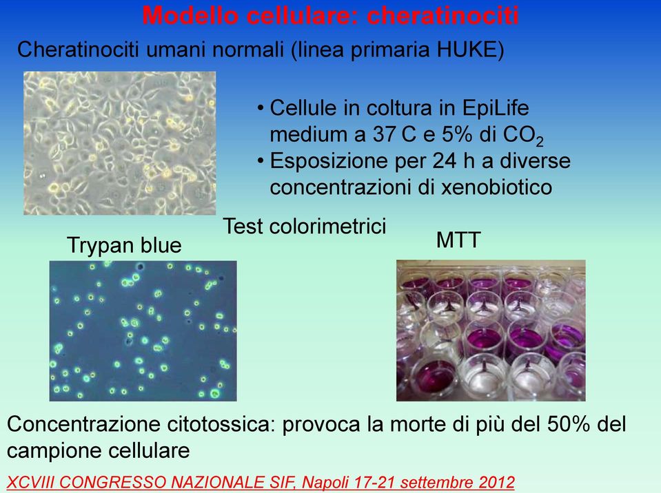 24 h a diverse concentrazioni di xenobiotico Trypan blue Test colorimetrici MTT