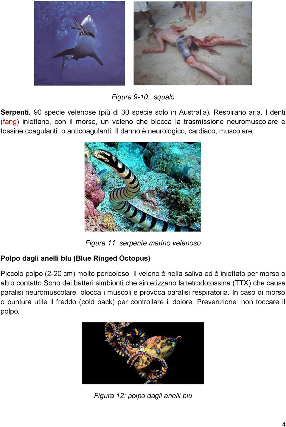 Il danno è neurologico, cardiaco, muscolare, Figura 11: serpente marino velenoso Polpo dagli anelli blu (Blue Ringed Octopus) Piccolo polpo (2-20 cm) molto pericoloso.
