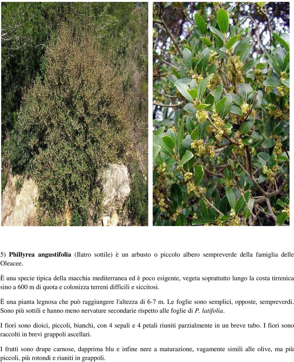 È una pianta legnosa che può raggiungere l'altezza di 6-7 m. Le foglie sono semplici, opposte, sempreverdi. Sono più sottili e hanno meno nervature secondarie rispetto alle foglie di P. latifolia.