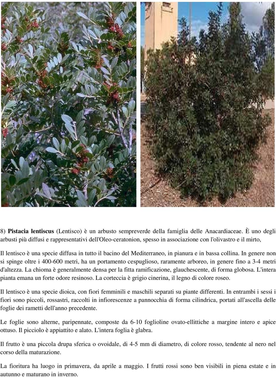 pianura e in bassa collina. In genere non si spinge oltre i 400-600 metri, ha un portamento cespuglioso, raramente arboreo, in genere fino a 3-4 metri d'altezza.