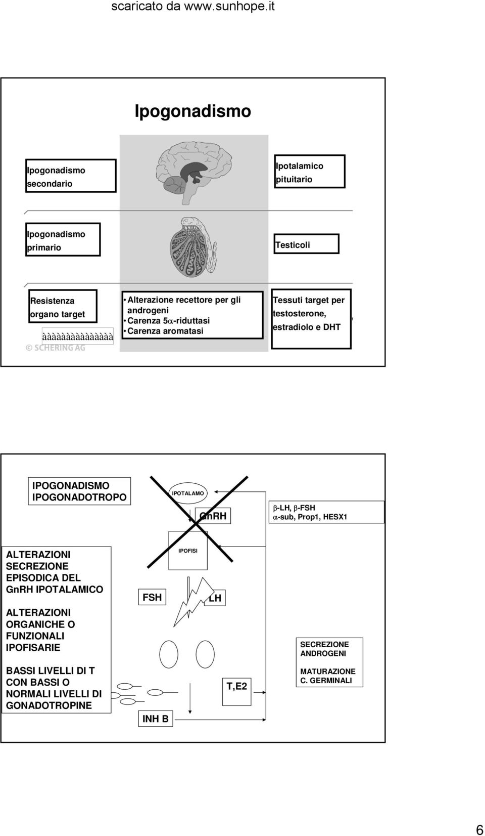 IPOGONADOTROPO IPOTALAMO GnRH β-lh, β-fsh α-sub, Prop1, HESX1 ALTERAZIONI SECREZIONE EPISODICA DEL GnRH IPOTALAMICO ALTERAZIONI ORGANICHE O