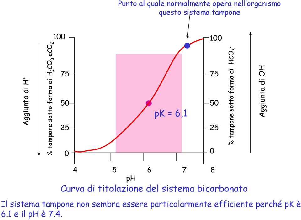 forma di HCO 3 Aggiunta di OH 4 5 6 7 8 ph Curva di titolazione del sistema bicarbonato Il