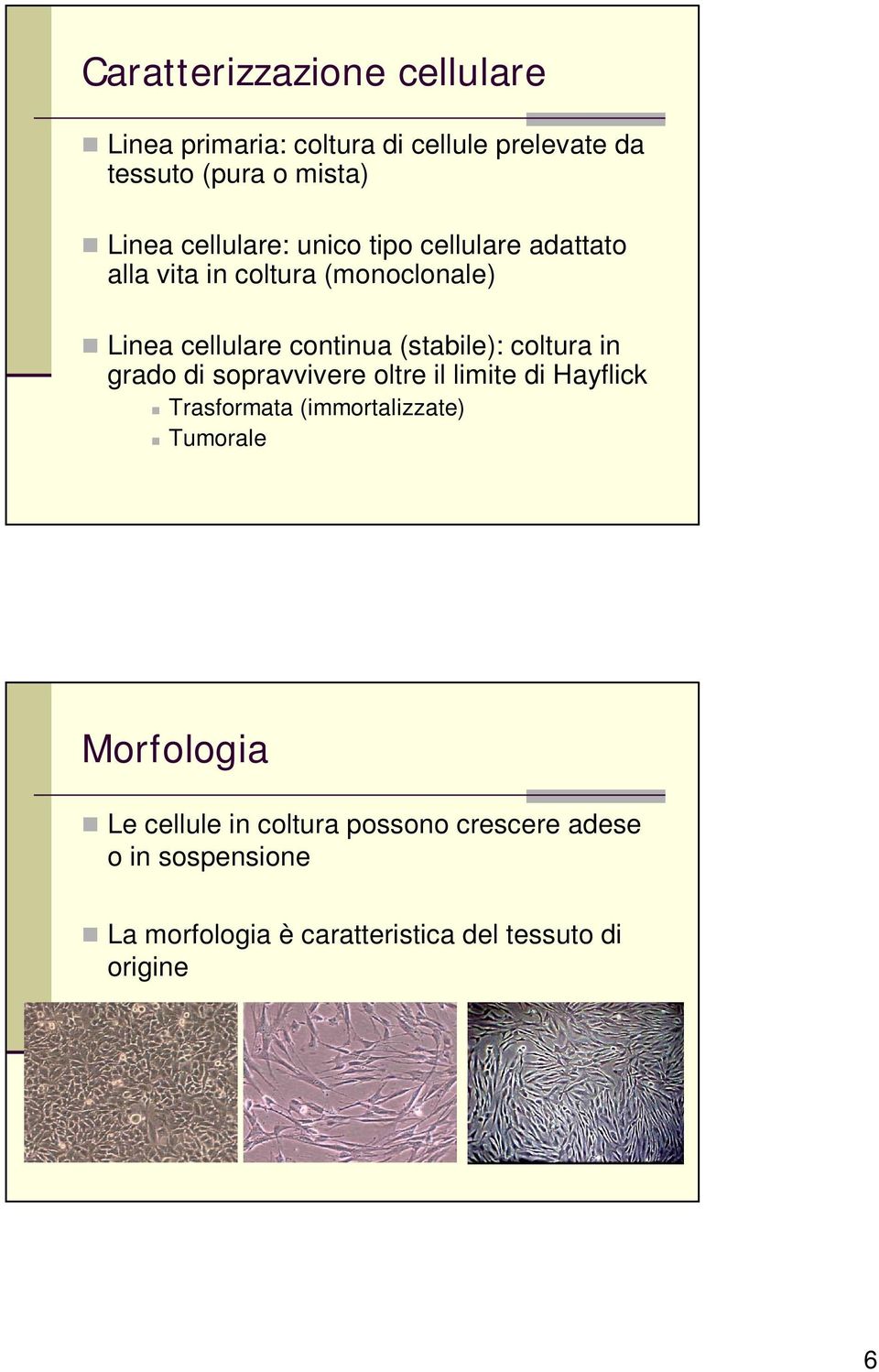 (stabile): coltura in grado di sopravvivere oltre il limite di Hayflick Trasformata (immortalizzate) Tumorale