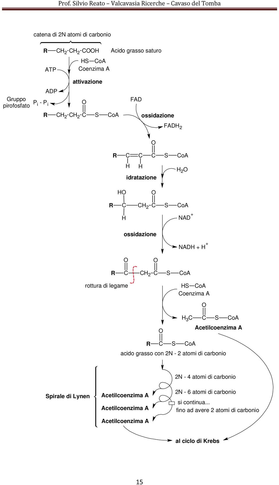 di legame S oa oenzima A 3 S oa Acetilcoenzima A R S oa acido grasso con 2N - 2 atomi di carbonio 2N - 4 atomi di carbonio Spirale di Lynen