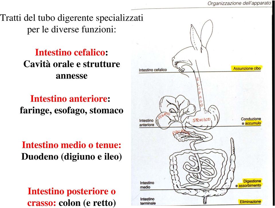 anteriore: faringe, esofago, stomaco Intestino medio o tenue: