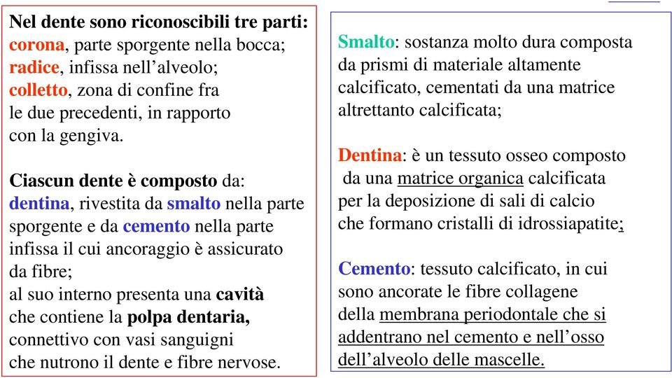 contiene la polpa dentaria, connettivo con vasi sanguigni che nutrono il dente e fibre nervose.