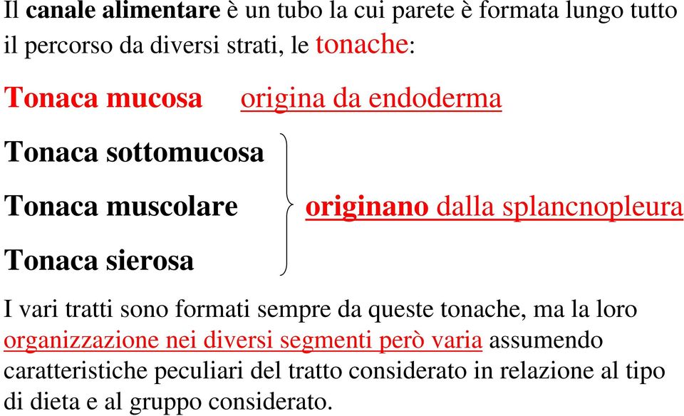 sierosa I vari tratti sono formati sempre da queste tonache, ma la loro organizzazione nei diversi segmenti però