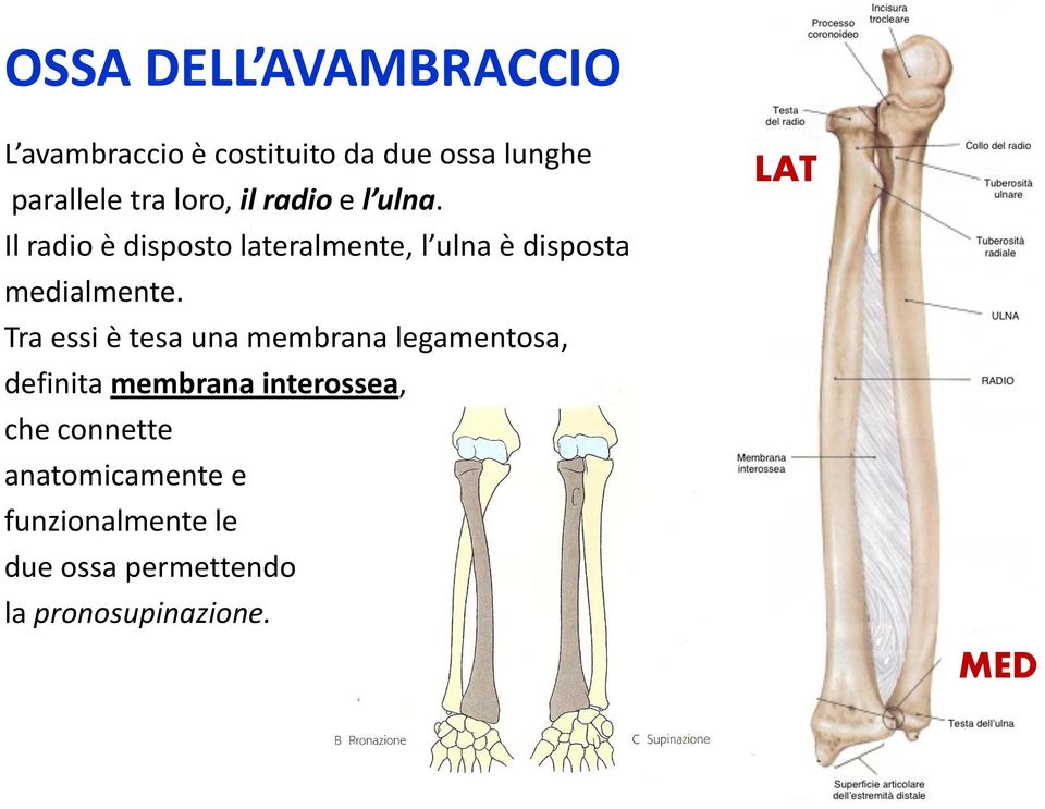 Il radio è disposto lateralmente, l ulna è disposta medialmente.