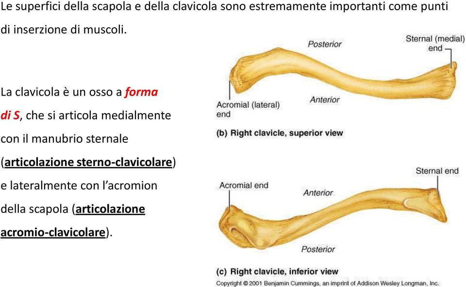 La clavicola è un osso a forma di S, che si articola medialmente con il