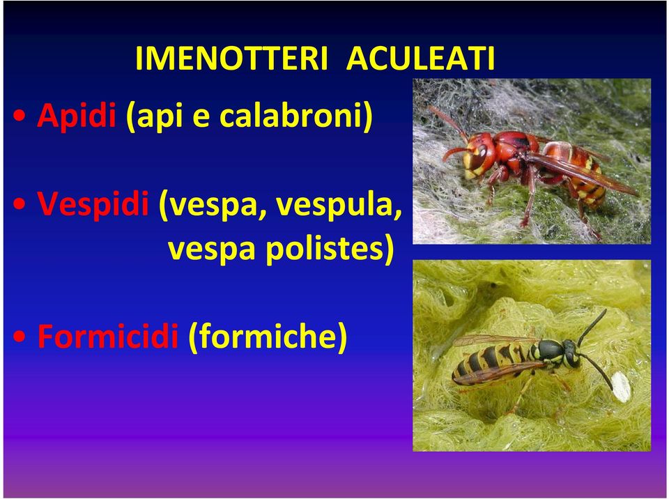 (vespa, vespula, vespa