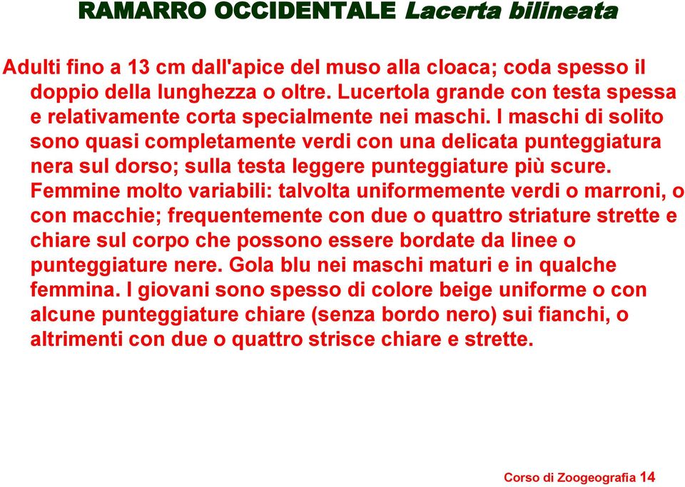 I maschi di solito sono quasi completamente verdi con una delicata punteggiatura nera sul dorso; sulla testa leggere punteggiature più scure.