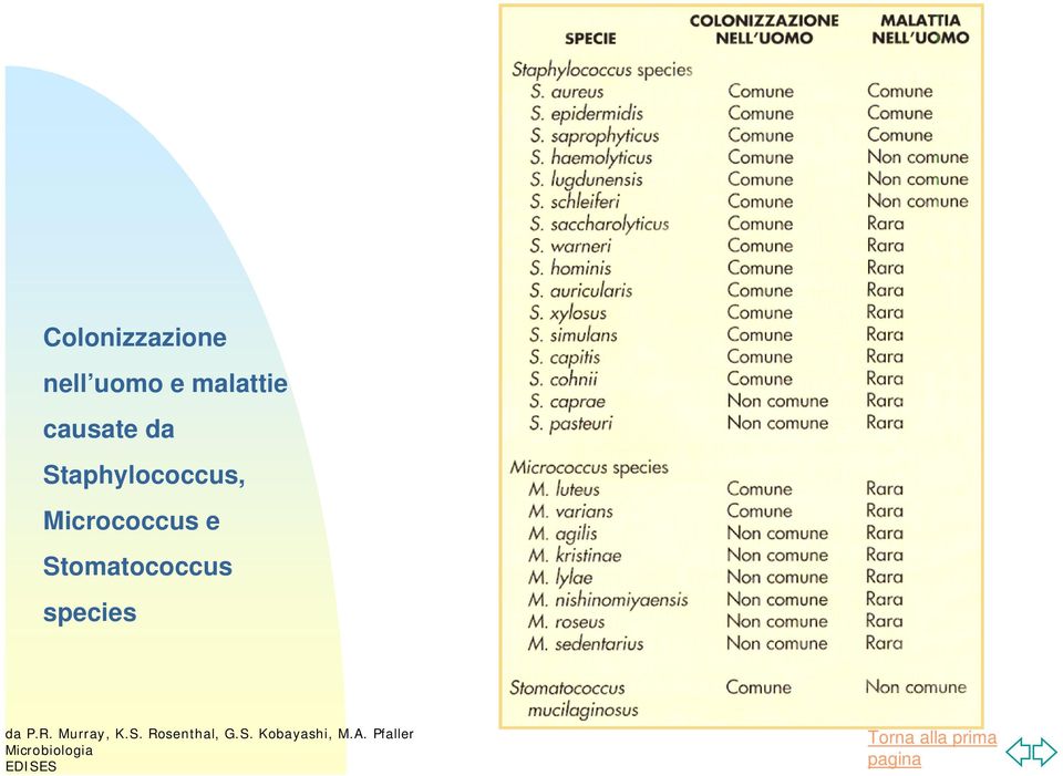 Stomatococcus species da P.R. Murray, K.S. Rosenthal, G.