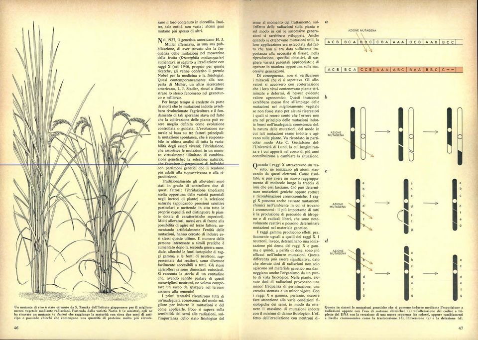 sno il loro contenuto in clorofill. Inoltre, tle entità non vri: lcuni geni mutno più spesso di ltri. el 1927, il genetist mericno H. J.