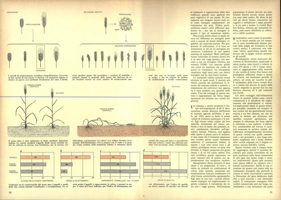 destr), in questo cso medinte irrdizione dei semi. L'ibrid. mi irrditi mostr un certo numero di crtteristiche mu.. de modificzioni livello cromosomico. -ft VARIETÀ MADRE (CAPPELLI).
