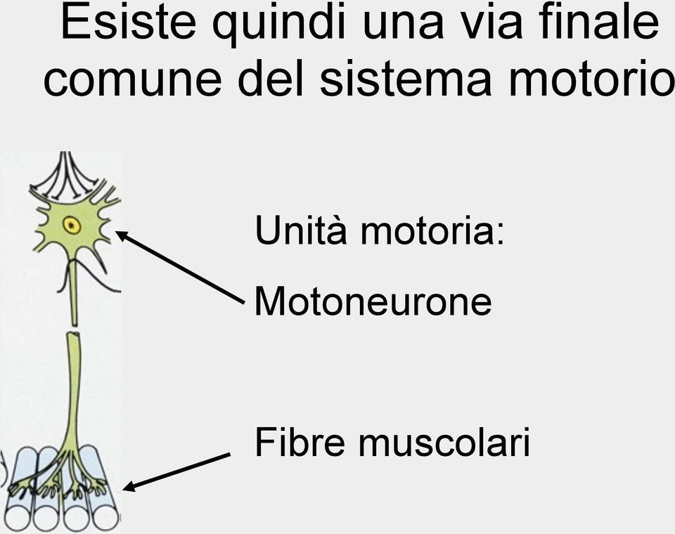 sistema motorio Unità