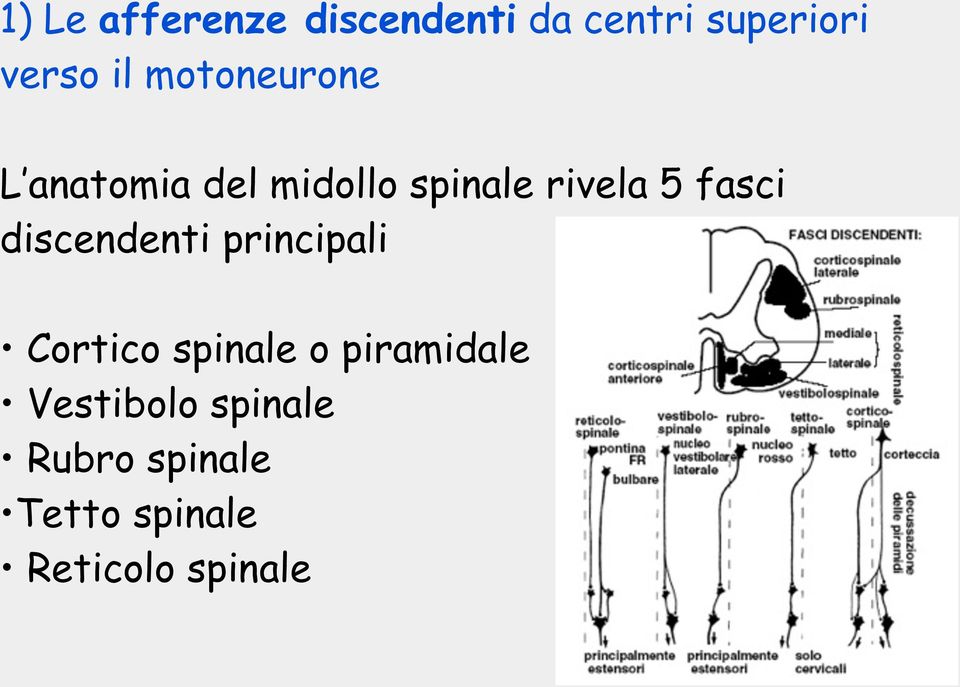 discendenti principali Cortico spinale o piramidale