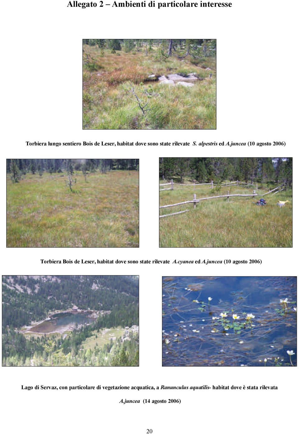 juncea (10 agosto 2006) Torbiera Bois de Leser, habitat dove sono state rilevate A.cyanea ed A.