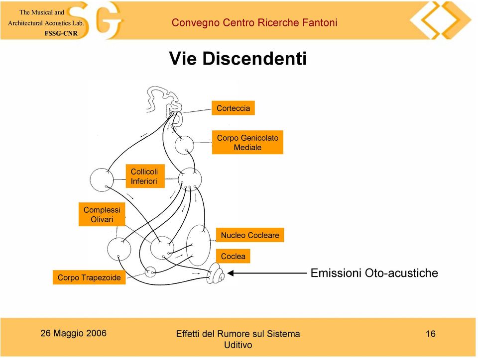 Complessi Olivari Nucleo Cocleare