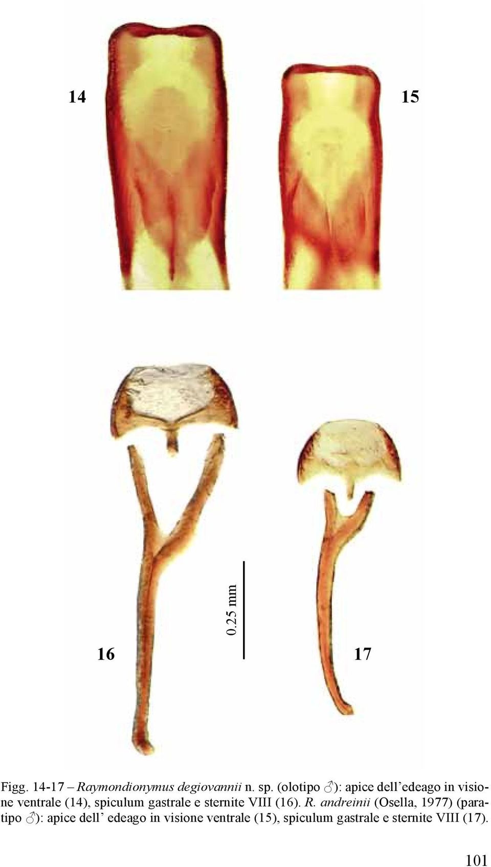 gastrale e sternite VIII (16). R.