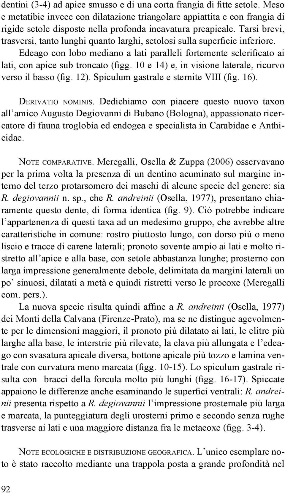 Tarsi brevi, trasversi, tanto lunghi quanto larghi, setolosi sulla superficie inferiore. Edeago con lobo mediano a lati paralleli fortemente sclerificato ai lati, con apice sub troncato (figg.