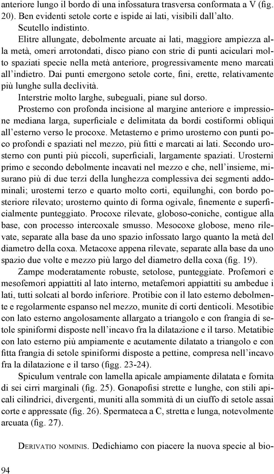 meno marcati all indietro. Dai punti emergono setole corte, fini, erette, relativamente più lunghe sulla declività. Interstrie molto larghe, subeguali, piane sul dorso.