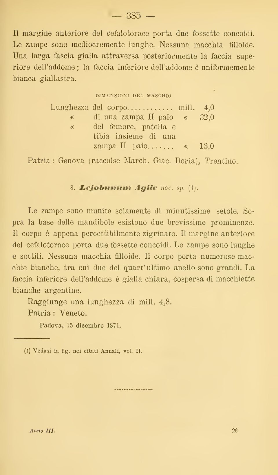 4,0 «di una zampa II paio «. 32,0 «del femore, patella e tibia insieme di una zampa II paio «13,0 Patria: Genova (raccolse March. Giac. Doria)^ Trentino. 8. Mjfjobitniiiasì Afille nov. sp. ('Ij.