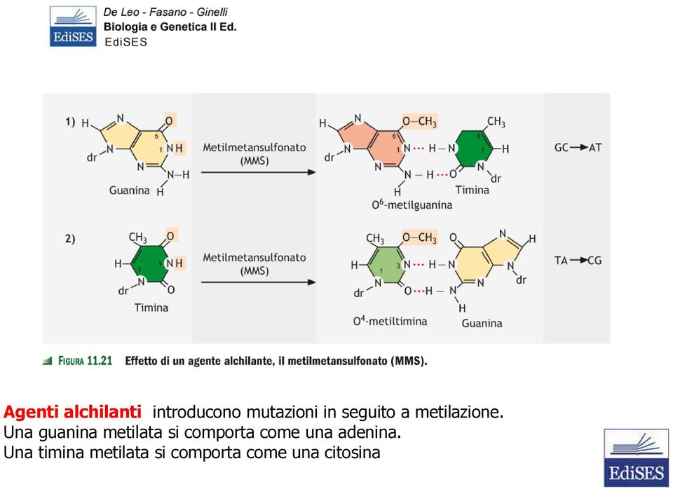 Una guanina metilata si comporta come una