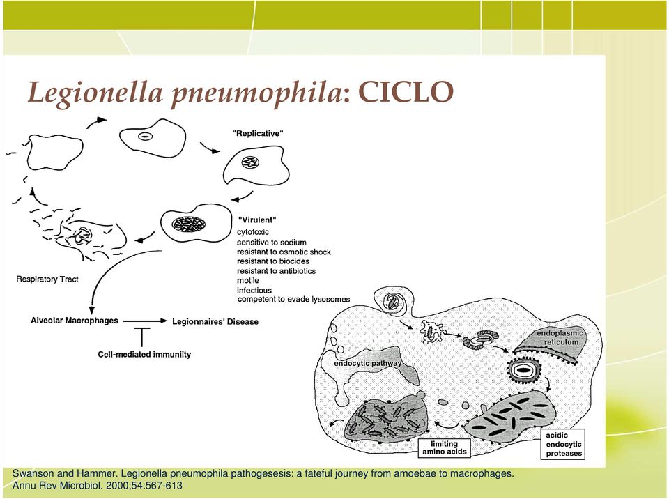 Legionella pneumophila pathogesesis: a