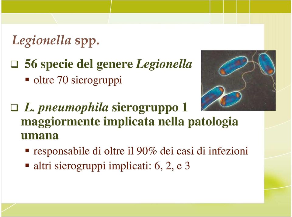 pneumophila sierogruppo 1 maggiormente implicata nella