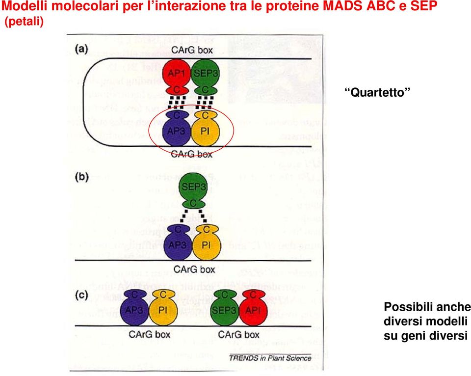 ABC e SEP (petali) Quartetto