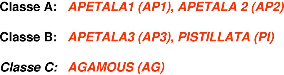 Classe C: APETALA3 (AP3),