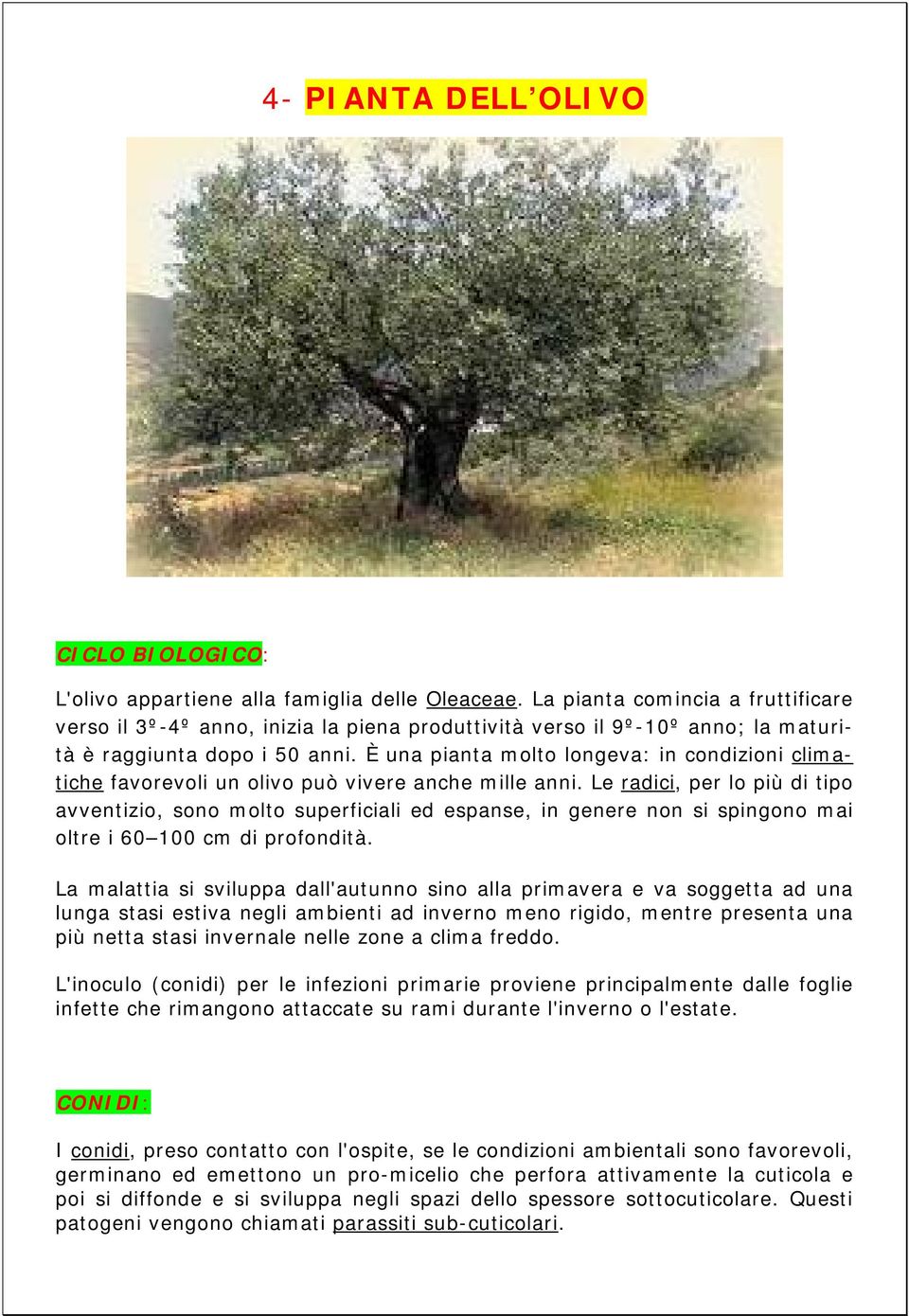 È una pianta molto longeva: in condizioni climatiche favorevoli un olivo può vivere anche mille anni.