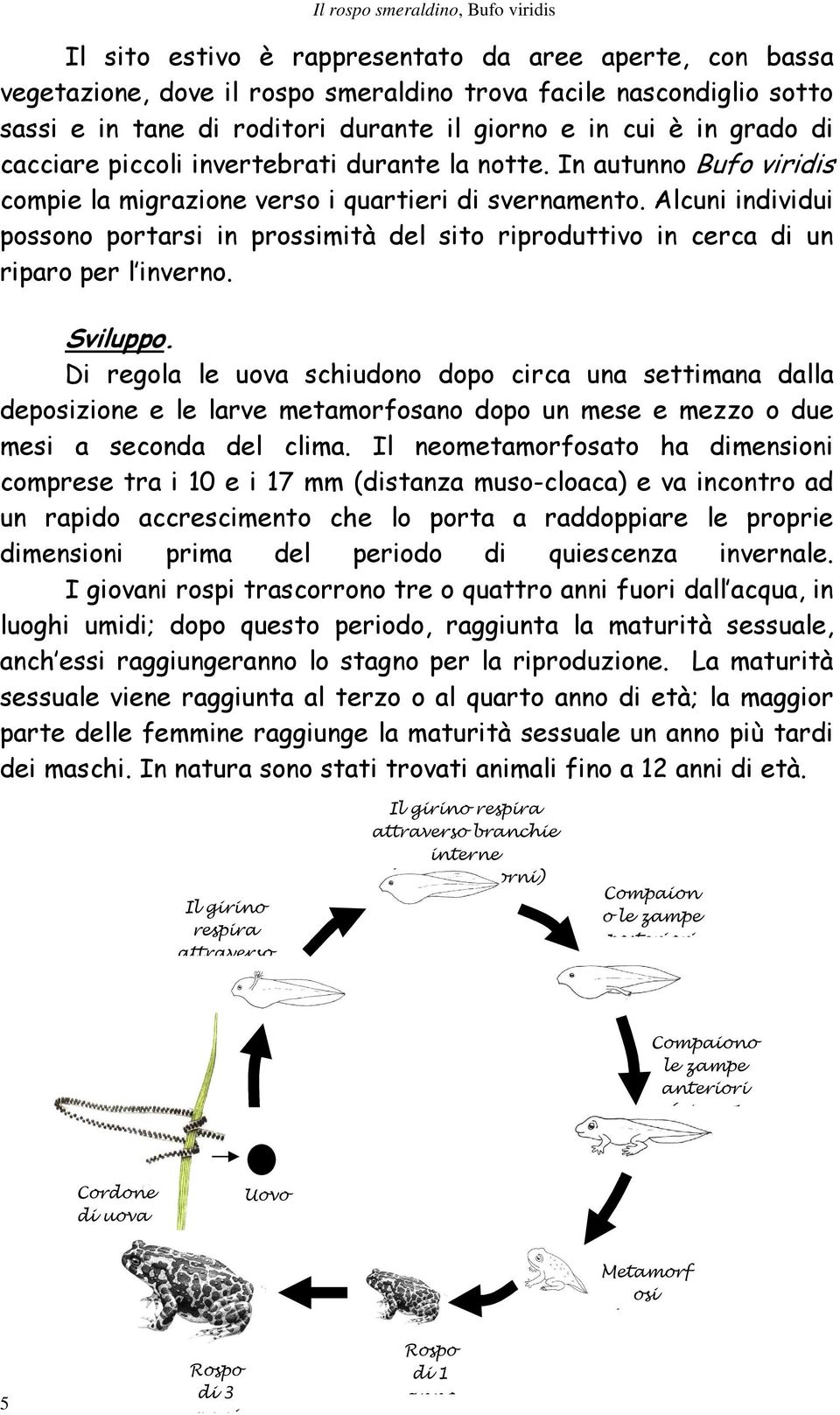 Alcuni individui possono portarsi in prossimità del sito riproduttivo in cerca di un riparo per l inverno. Sviluppo.